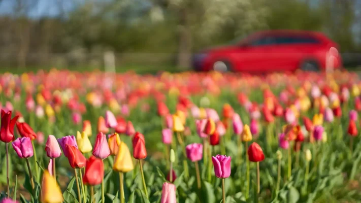 Spring Car Maintenance Checklist for Oakville Drivers